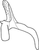 Aedeagus, lateral view: Aedeagus, lateral view. (Observation).