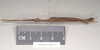 CollectionObject 1559597; NHMUK(SF IMPORT DUPLICATE) 844776, 5dfd6bd7-3ce4-48d0-8a44-fea50261d7ab: copyright Natural History Museum, London. male, lateral view (paratype). (CollectionObject).