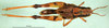 CollectionObject 1588114; 485a8dab-696e-47f1-99fa-255317b14a84: female, dorsal view (paralectotype of Phaulacridium gemini). (CollectionObject).