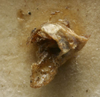 CollectionObject 1535065; 8f588282-f026-4610-acad-e2b77ced5f52: male abdomen (holotype). (CollectionObject).