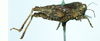 male (syntype), lateral view. Depicts CollectionObject 1593705; aa0f34d0-0334-4fc5-a1f8-939cb4a56130, a CollectionObject.