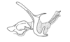 Syntomacrella guyanensis guyanensis (Descamps & Amédégnato, 1970): Fig. 43. ecto- and endophallus, lateral view. (Otu).