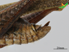 CollectionObject 2279434; ee7e3461-91d8-4a0a-a07d-3a358fbdbd1c, Unioeste Cascavel K-1308: Male, terminalia in lateral view. (CollectionObject).