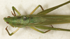 CollectionObject 1516791; NMW 18749, 5b94ca00-b7a2-4c5f-a919-c25ac706965f: male, dorsal view (syntype of Conocephalus muticus). (CollectionObject).