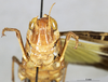 CollectionObject 1507073; 9140f00e-f51f-4491-90d4-f9862417acd5: female, frontal view (holotype of Gastrimargus clepsydrae). (CollectionObject).