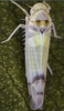Habitus, dorsal view: Habitus (male). (Observation).