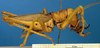 CollectionObject 1521421; 973d5e95-caba-4f5c-9ed6-22f54930b40c: male, lateral view (lectotype). (CollectionObject).