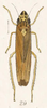 Habitus, dorsal view on Amahuaka angustula (Fowler, 1900): (Observation).