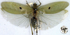 CollectionObject 1517343; 079b9ff7-15d0-4746-8eca-b4b1f6d98807: male, dorsal view (holotype). (CollectionObject).