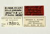 Other on Calcagninus divaricatus Bliven, 1964: (Observation).