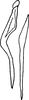 Stylus on Delospilopterus orthopeus Stiller, 2001: Stylus. (Observation).