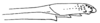 Aphonoides albonotatus Chopard, 1954: Fig. 14. ovipositor tip. (Otu).