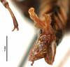 CollectionObject 1500837; 15a92905-07ed-4074-a578-13887db21346: male, labels (holotype). (CollectionObject).