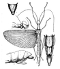 CollectionObject 1562251; 06a6218e-7aa4-4f16-bcd9-93168a7a4c46: original description. female (holotype). (CollectionObject).