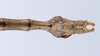 CollectionObject 1557628; 92111e04-b433-4eac-86a8-d1390c92f845: copyright ZMUH, Hamburg. male: end of abdomen, dorsal view (paralectotype). (CollectionObject).;CollectionObject 1557629; 7ac444f1-f503-4526-87e8-7f2a95f9261b: copyright ZMUH, Hamburg. male: end of abdomen, dorsal view (paralectotype). (CollectionObject).