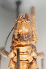 CollectionObject 1499291; edb45c71-d37c-433c-9649-cc16188ed88e: Male, frons (holotype). (CollectionObject).