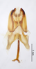 CollectionObject 2804162; 82d78654-7435-4132-9cc1-0f1d50112f21, FCE- GY 90, occurrenceID:- GY 90: Male genitalia, dorsal. Facultad de Ciencias - UDELAR (FCE - GY 090). (CollectionObject).
