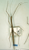 CollectionObject 1557489; 87658d7b-9eff-44d0-8dc5-10bb6b482ec9: copyright CUMZ, Cambridge. female (syntype). (CollectionObject).