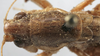 CollectionObject 1589669; b86cc67c-6595-4c42-8d0b-1ecdc7fa848b: female pronotum, dorsal view. (CollectionObject).