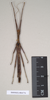CollectionObject 1559597; NHMUK(SF IMPORT DUPLICATE) 844776, 5dfd6bd7-3ce4-48d0-8a44-fea50261d7ab: copyright Natural History Museum, London. male (paratype). (CollectionObject).