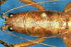 CollectionObject 1505284; 0571491d-77a1-47da-99c7-2421275d1856: male head and pronotum, dorsal view (holotype). (CollectionObject).