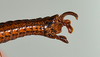CollectionObject 1562221; 3d1b5623-a7f1-41dd-b5a8-6eb996f51715: copyright USNM, Washington. (CollectionObject).