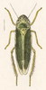 Habitus, dorsal view on Hortensia prolixa (Fowler, 1900) now Hortensia similis (Walker, 1851): (Observation).