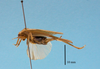 Aphonomorphus (Aphonomorphus) parvus Piza, 1968: female, body lateral view (syntype). (Otu).