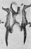 Other on Erythridula fumida (Gillette, 1898): Aedeagus, connective, and styli. (Observation).