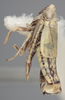 Habitus, lateral view on Athysanella (Athysanella) kadokana Knull, 1951: Lateral. (Observation).