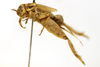 CollectionObject 1590283; 12e26467-a87b-4204-8fac-599137adf4d5: female, lateral view (syntype). (CollectionObject).