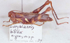 Eurybiacris bifida Descamps, 1979: Image Carbonell, C.S. female (allotype). (Otu).