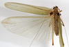 CollectionObject 1529758; 4554ef4a-8d2d-4596-bc58-86be39b7192c: male, dorsal view (holotype). (CollectionObject).