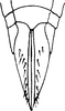 Ovipositor: !! display not done !! on Alconeura (Alconeura) rotundata Ball & DeLong, 1925: Ovipositor. (Observation).