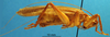 CollectionObject 1530794; 2f106251-bbd1-4c33-bc70-dae2d97ef865: male, lateral view. (CollectionObject).