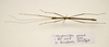 CollectionObject 1595878; d024afe4-d705-4243-a776-f03a32e43f6e: copyright LKCNH Singapore. male, dorsal view (paratype). (CollectionObject).