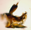 Pygofer, lateral view: (Observation).