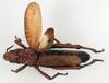 Dictyophorus (Tapesiella) griseus griseus (Reiche & Fairmaire, 1849): male, dorsal view (syntype of Tapesia aethiopicus). (Otu).