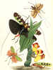 Calopsyra (Calopsyra) octomaculata (Westwood, 1848): Pl. 25. female Calopsyra octomaculata in lower right (4). (Otu).