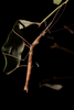 Gibbernecroscia kooymani Brock, Hasenpusch & Petrović, 2019: copyright Ross Coupland. female in nature, Queenland, Binna Burra, Lamington N.P., 4 January 2019. (Otu).