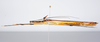 CollectionObject 1590071; f2b77b92-d661-4edc-b3f6-3668100ad168: copyright Oskar Conle. female, lateral view (paratype). (CollectionObject).