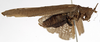 CollectionObject 1529698; a14a7e32-500d-4e1c-a3a8-48317d5b9ff4: male, lateral view (holotype). (CollectionObject).