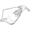 Pygofer, lateral view on Brazosa negra Pinedo-Escatel & Dietrich, 2020: (Observation).