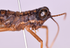 CollectionObject 1572199; eb648f0f-2c6f-43f5-85ab-5bb112a2c1b0: male, head and pronotum in lateral view (holotype). (CollectionObject).