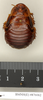 Salganea aperturifera Roth, 1979: Copyright Natural History Museum, London. Paratype (female nymph) in BM(NH). Dorsal view. (Otu).