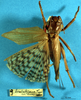 CollectionObject 1513068; 3d5c0883-11b4-4ea8-ab1d-c814785087b4: female, dorsal view (holotype of Gryllacris lombokiana). (CollectionObject).