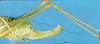 CollectionObject 1507210; d66b426e-5cf6-456d-b4da-f7addc016878: female ovipositor (Poecilimon rammeanus). (CollectionObject).