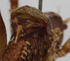 CollectionObject 1503563; ZFMK ZFMK-ORT-00010769, 89551536-ee8e-46a8-88b7-a5732125a515: male tegmina, posterior view (holotype). (CollectionObject).