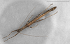 CollectionObject 1580917; 03152150-e851-4ed5-8604-ed8abe0f3e39: copyright FRCS, Sabah. male (holotype). (CollectionObject).