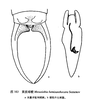 Mesasiobia hemixanthocara Semenov, 1908: Fig. 163. Mesasiobia hemixanthocara Semenov. a Last abdominal tergite and forceps (male); b Male genitalia. (Otu).